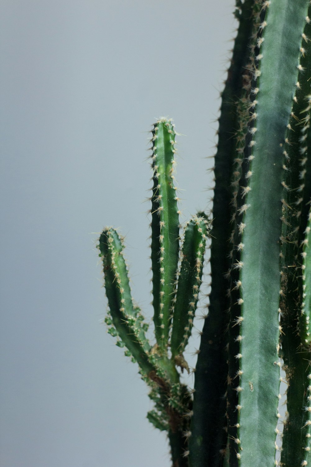 green cactus