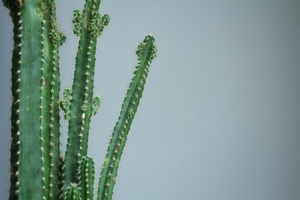 green cactus