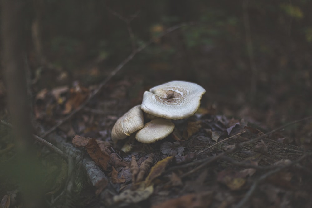 beige mushroom