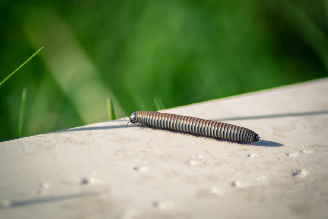 mille pattes de maison : dangereux ou non?