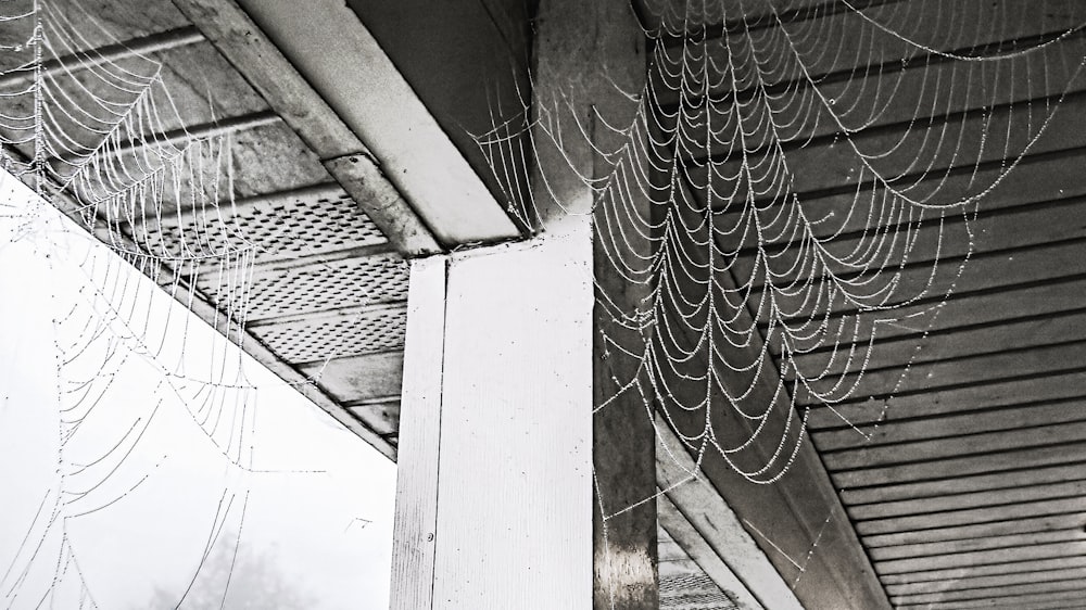 grayscale photo of web