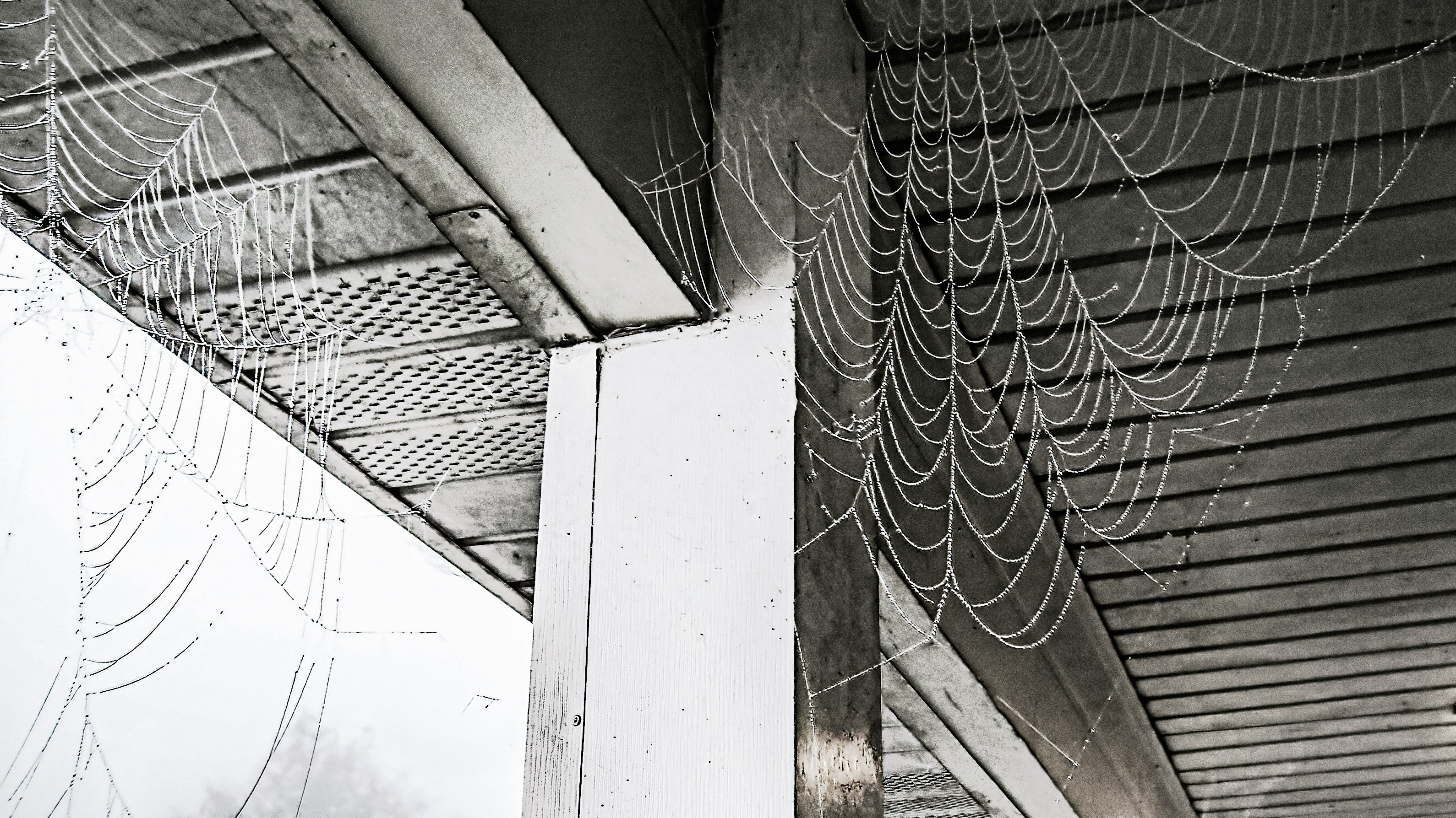 grayscale photo of web