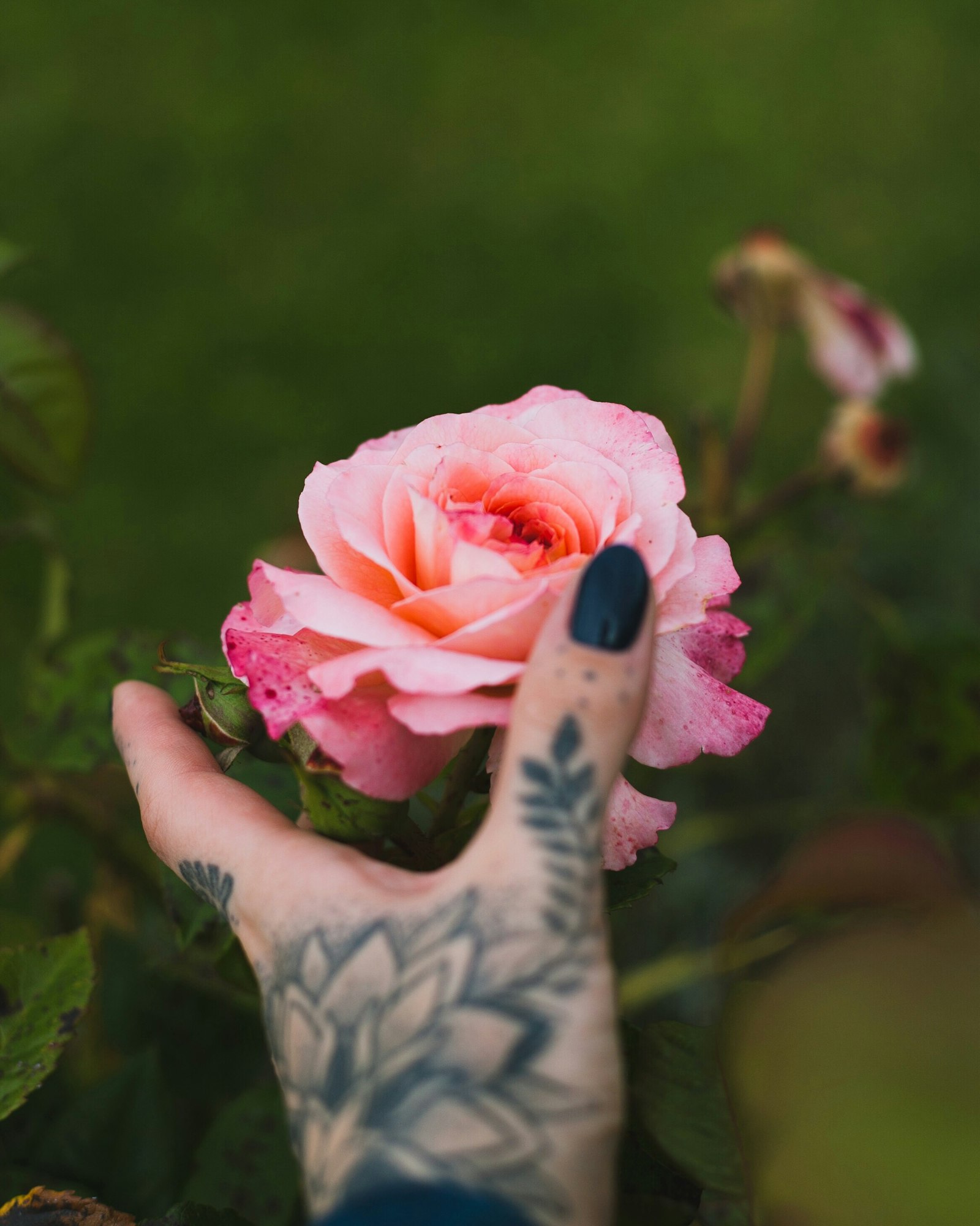 Canon EOS-1D Mark II + Canon EF 50mm F1.8 II sample photo. Pink rose photography