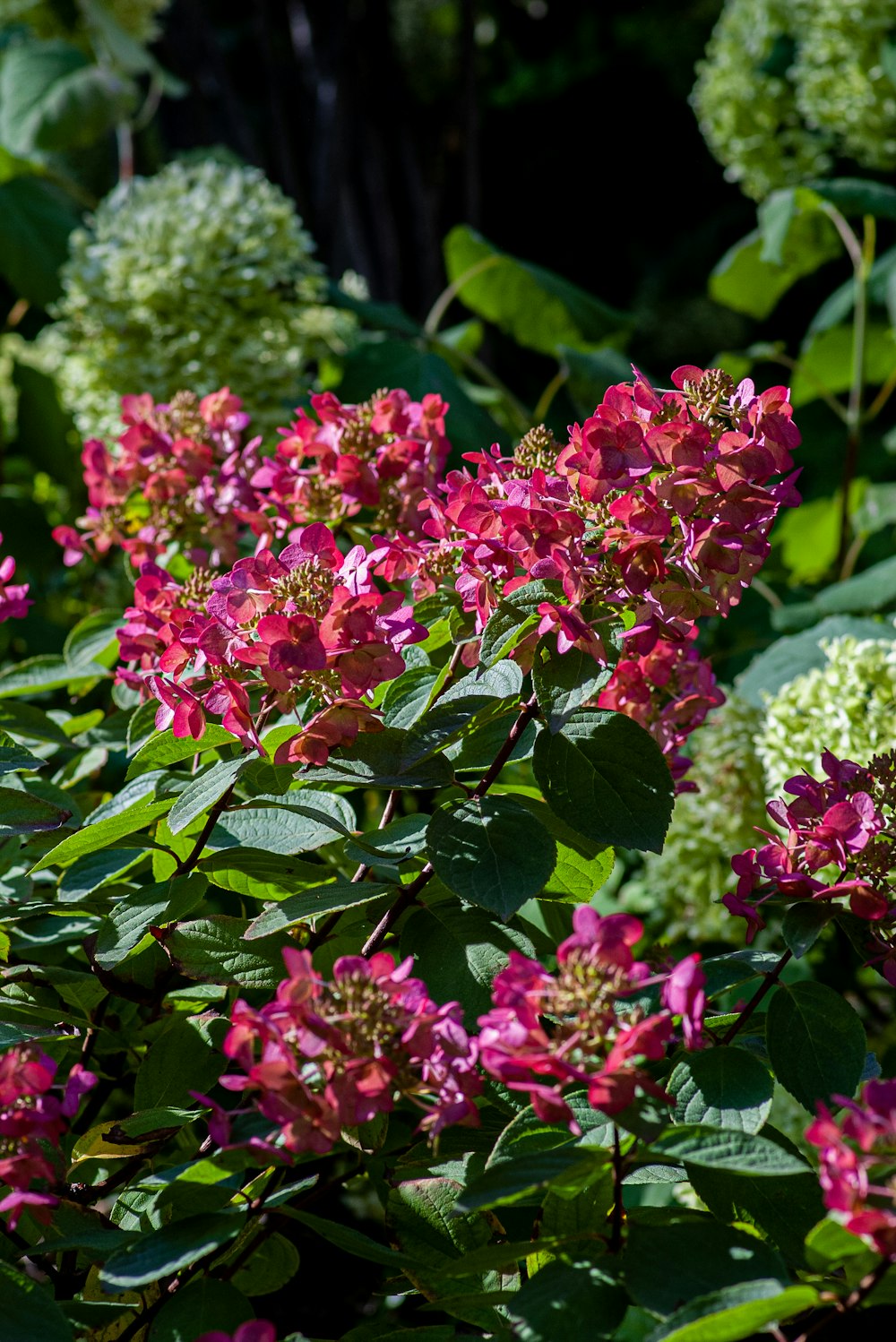 pink flowers