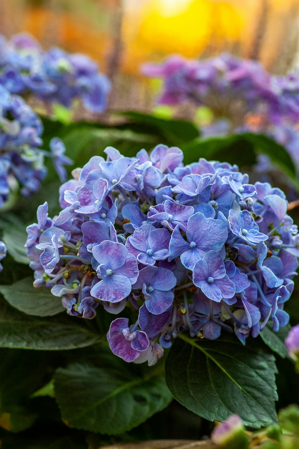 fleur aux pétales violets