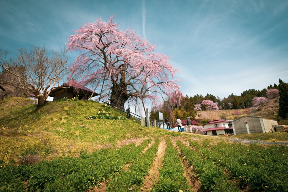 rosa Sakura