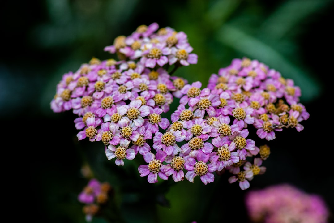 selective focus photography of blooming purple flowers