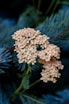 beige flower
