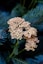 beige flower