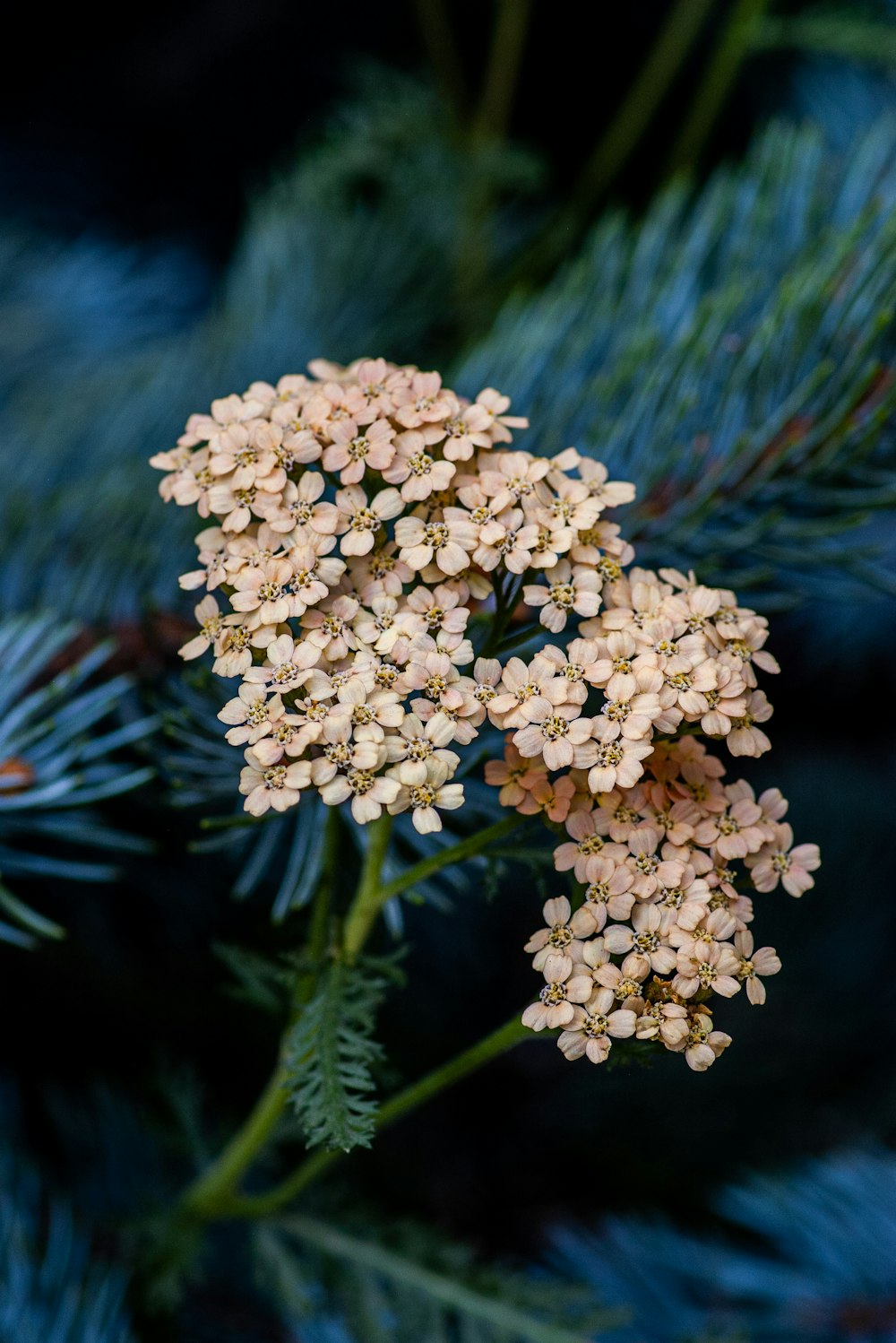 beige flower