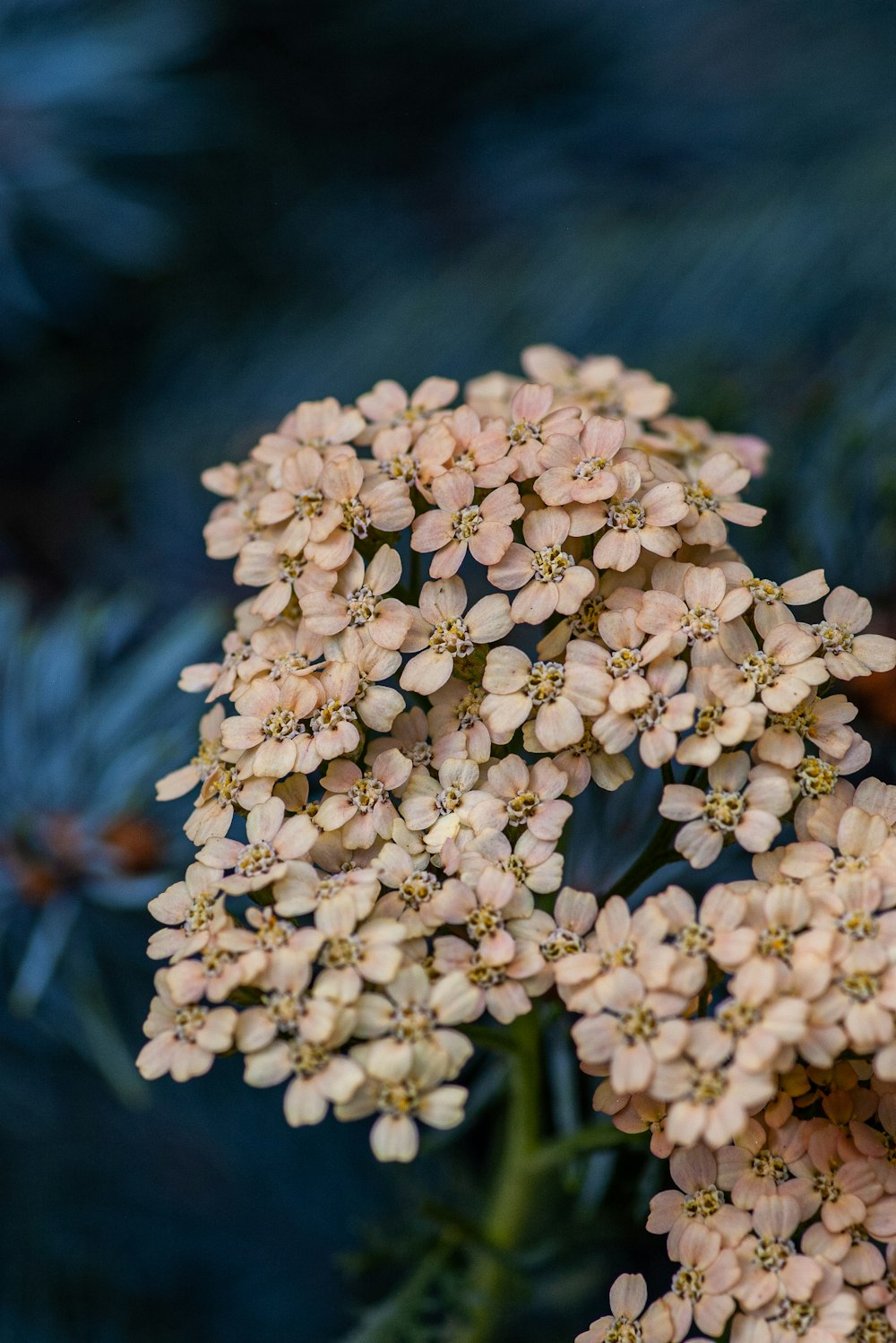 pink petaled flowers