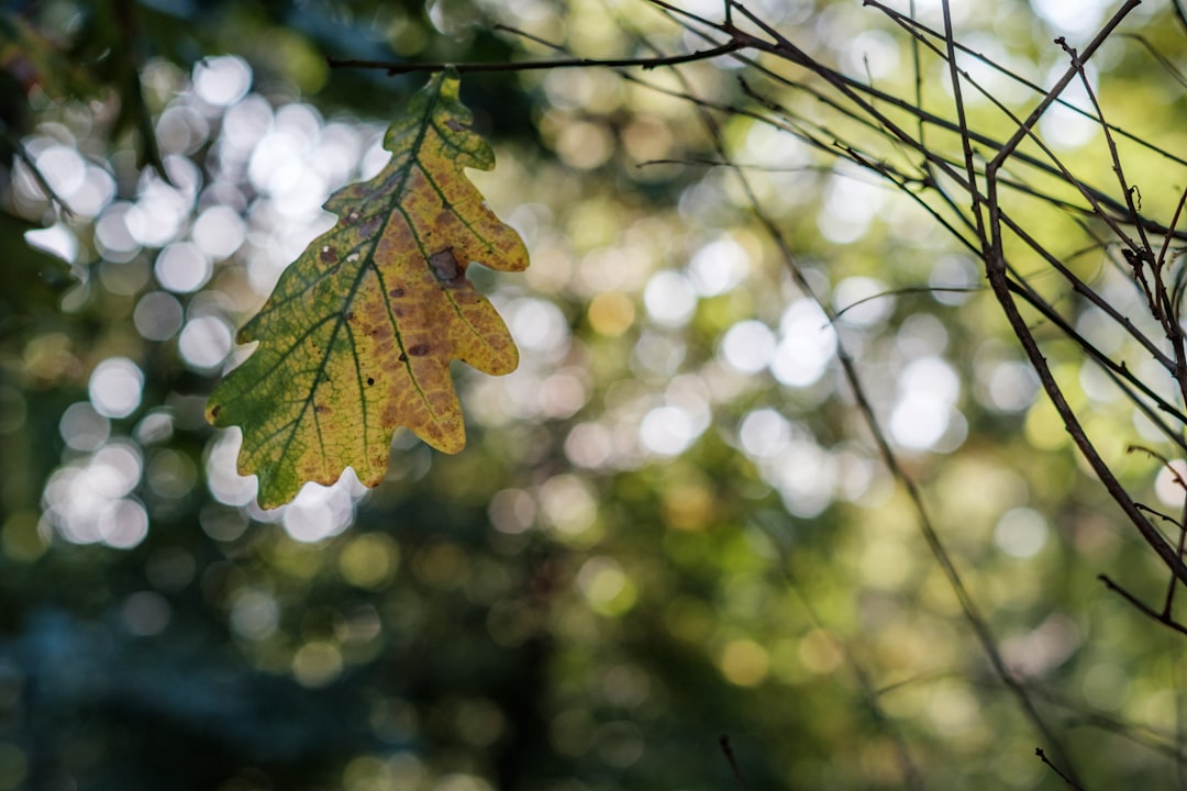photo of green and yellow leaf