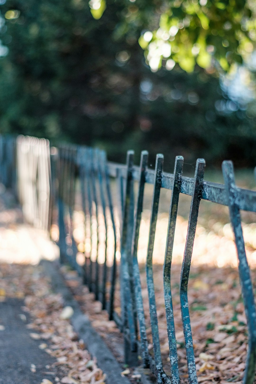 selective focus photography of metal fence under tree