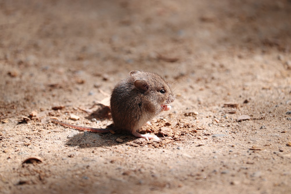 close-up of brown rat