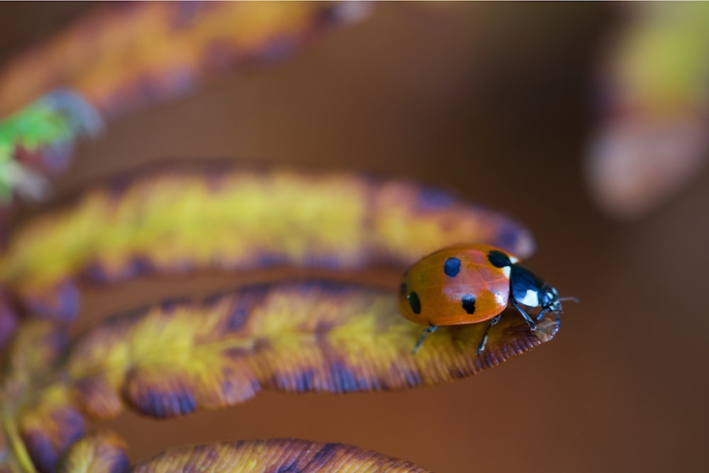 focus photography of ladybug