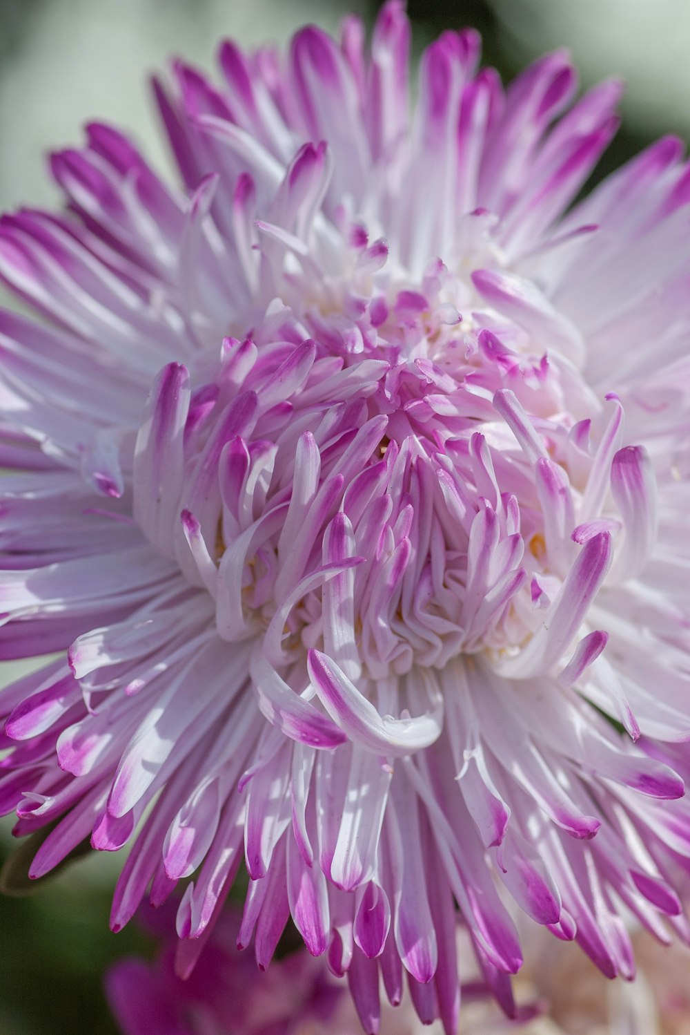 purple and white-petaled flower