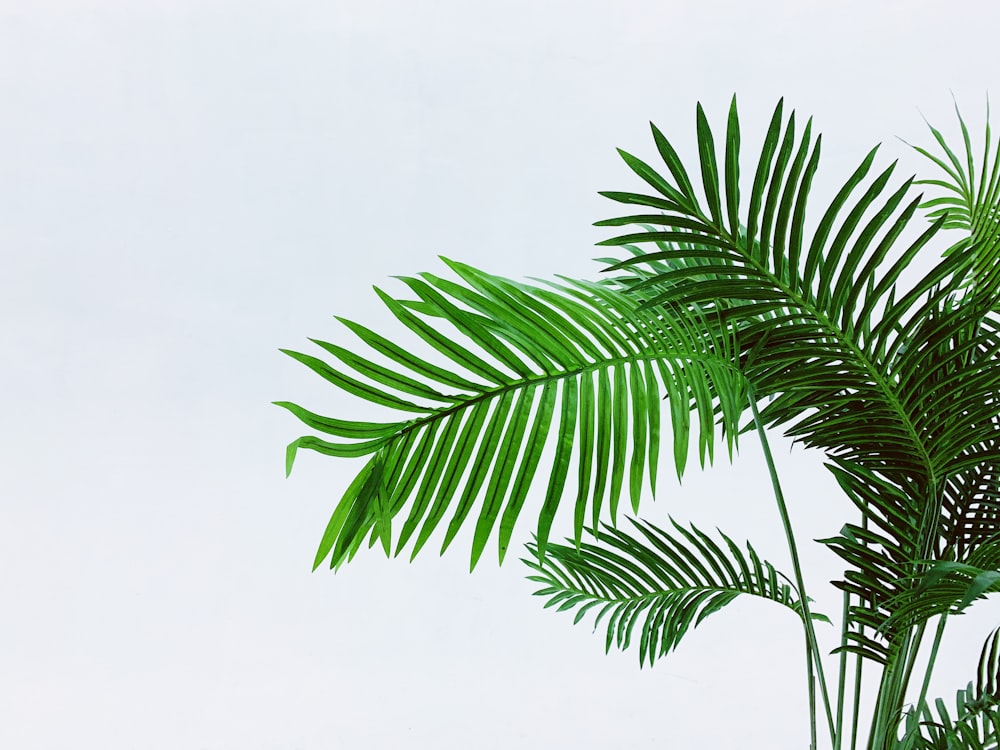 green leafed plant during daytime