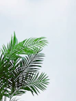 palm leaves