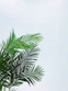 palm leaves