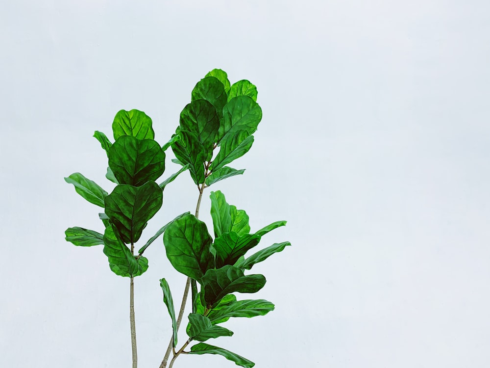 green leafed plant