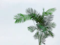 palm tree