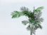 palm tree