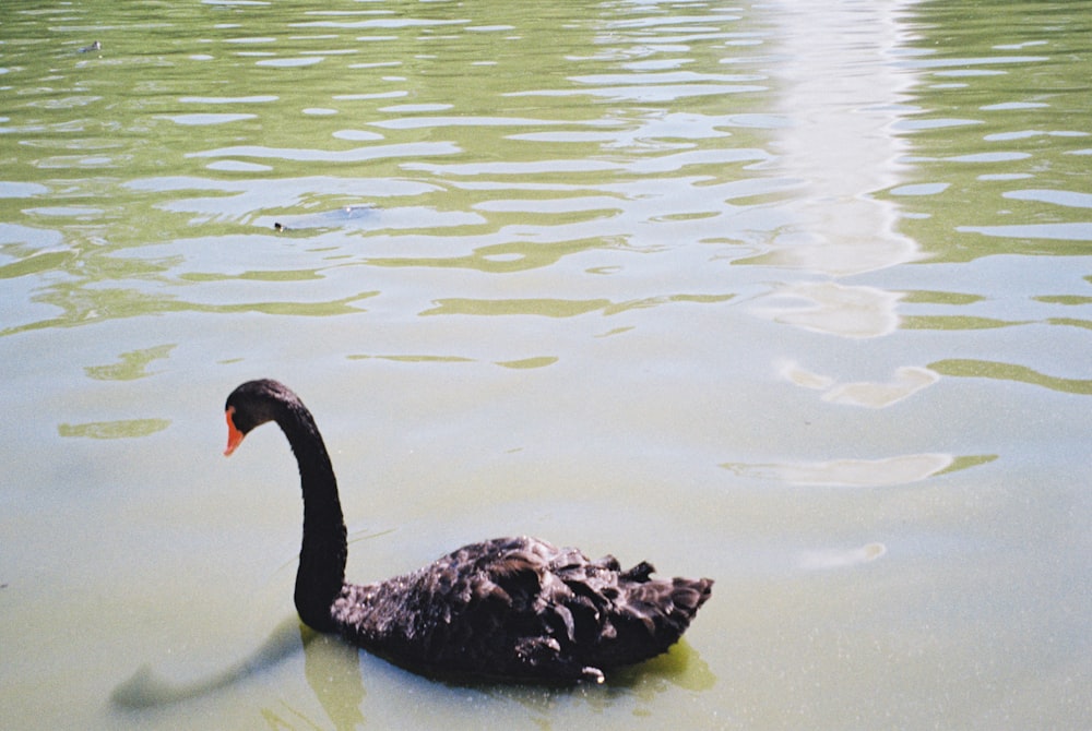 black swan in body of water