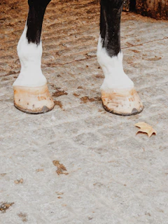 a close up of a horse's feet with a leaf on the ground
