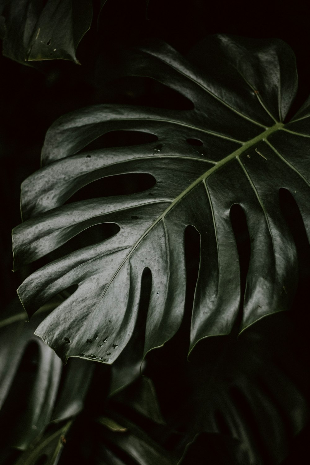 green-leafed plant