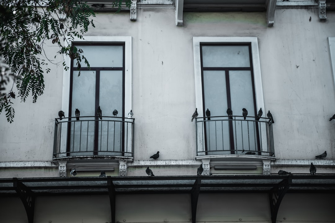 black pigeons on window rail