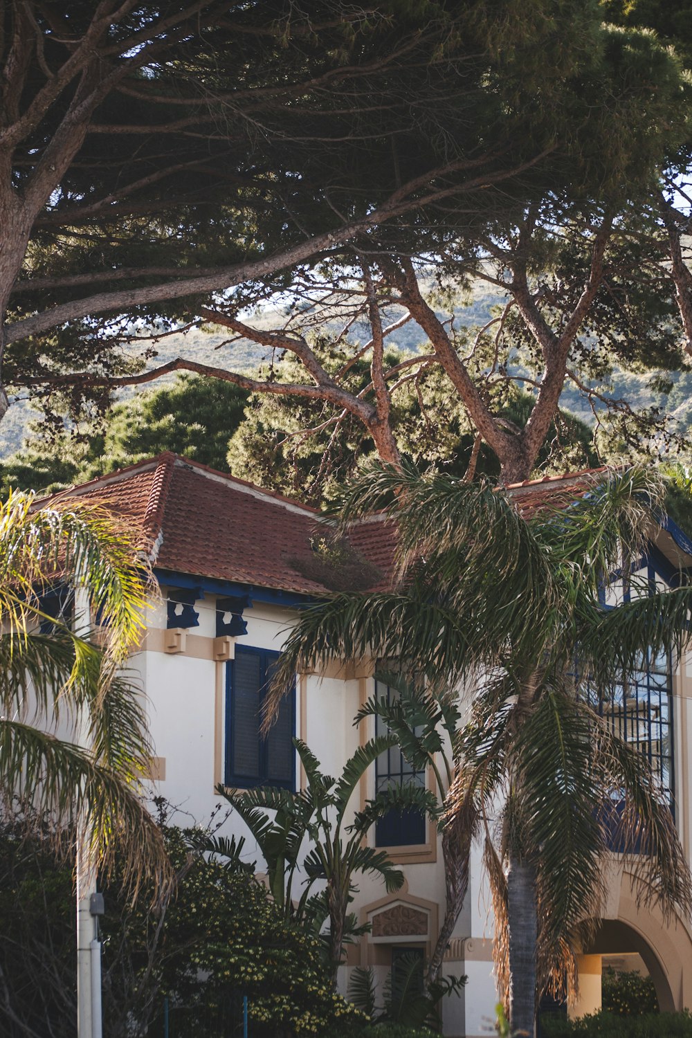 green palm tree near 2-storey house