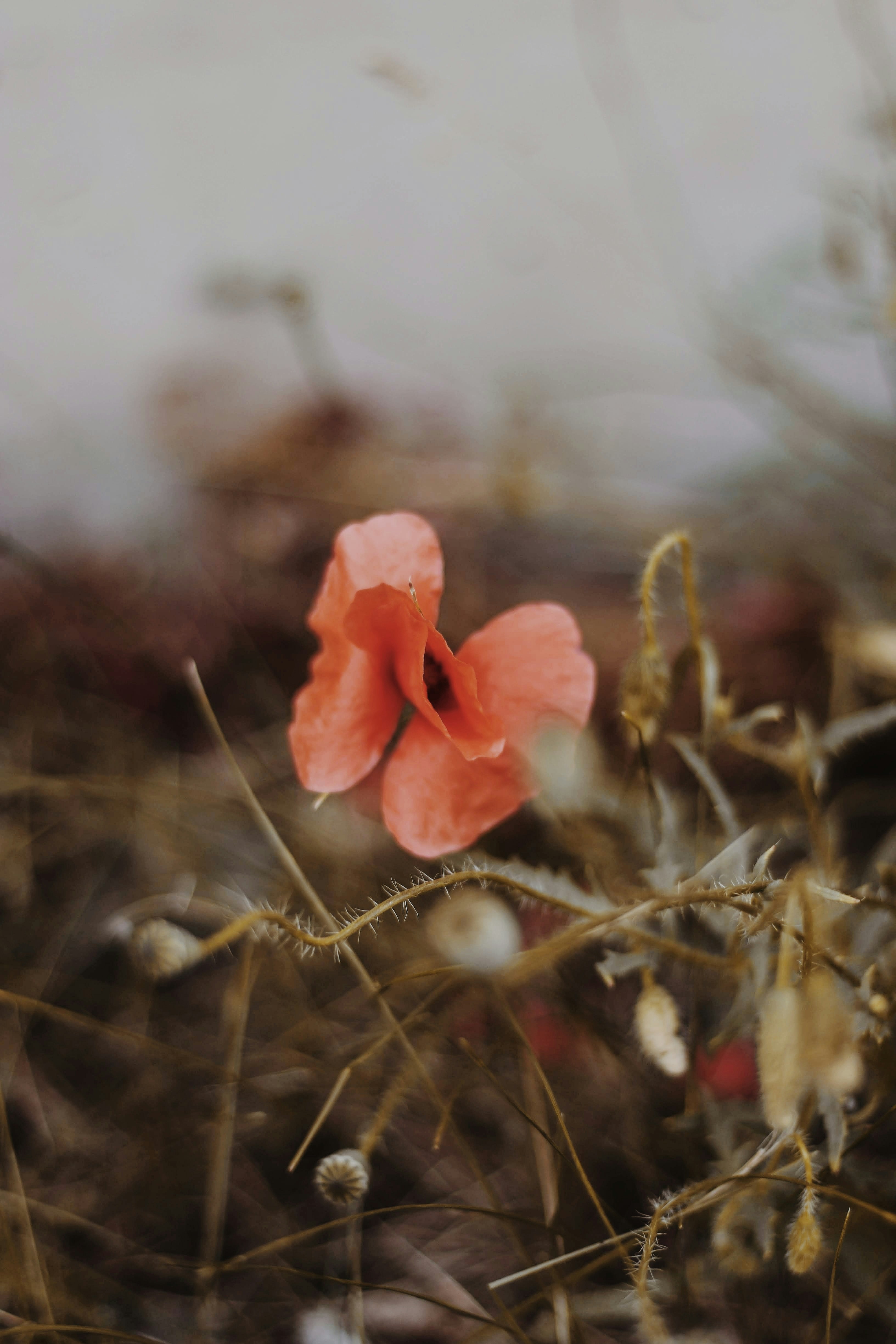 雪原に黄色の花びらの花の写真 Unsplashで見つける雪の無料写真
