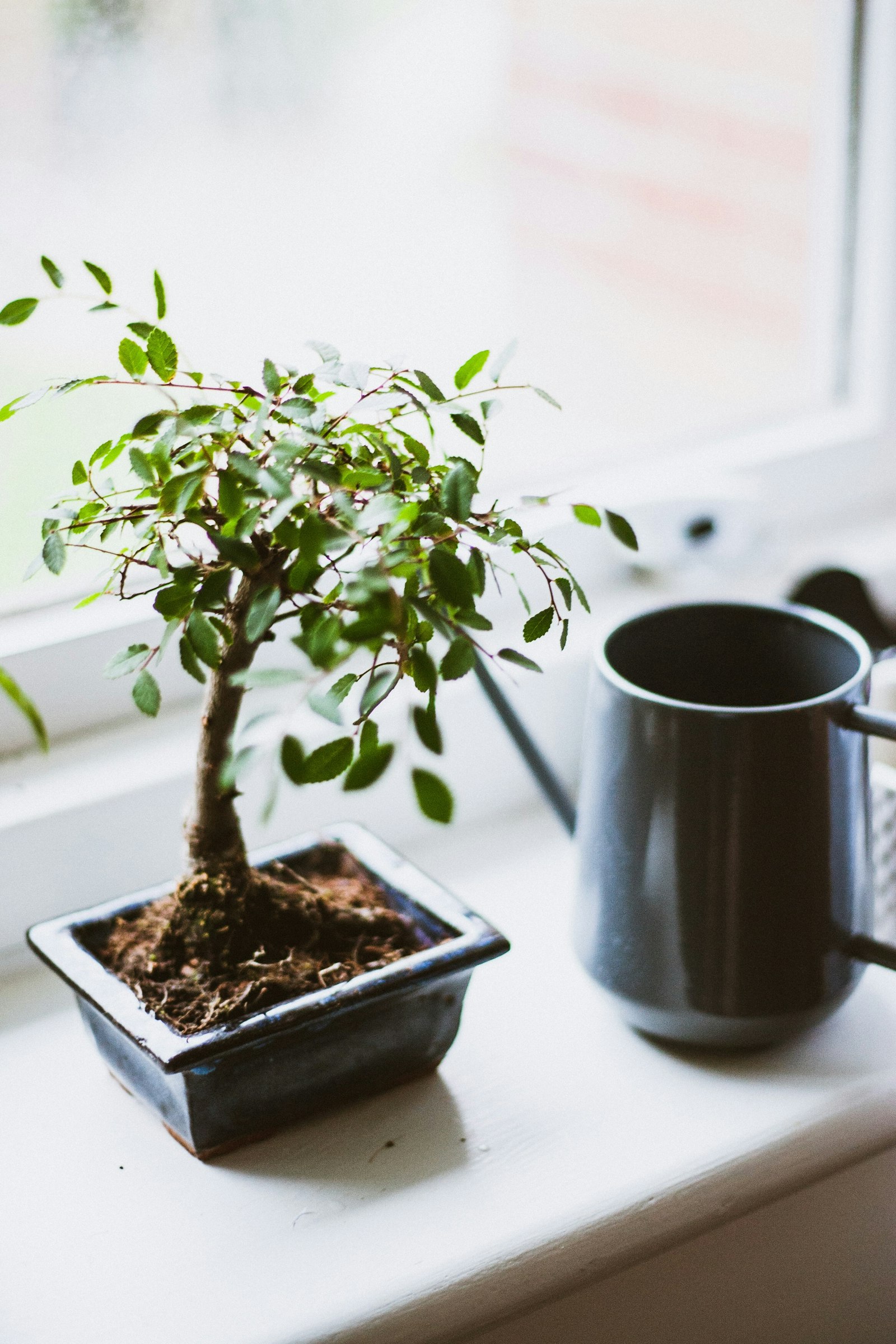 Canon EOS-1D Mark II + Canon EF 50mm F1.8 II sample photo. Black potted green leafy photography