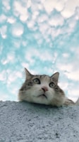 A curious cat peers down from a ledge against a backdrop of a blue sky filled with fluffy white clouds. The cat's eyes are wide open, suggesting interest or surprise, and its fur is a mix of white and brown with tabby patterns.