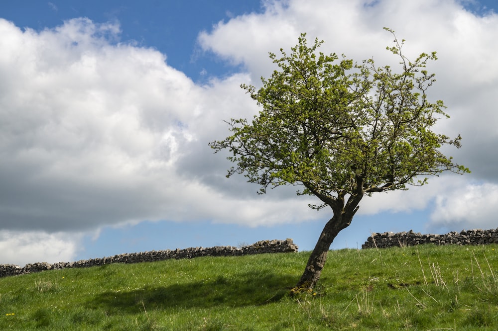 green tree