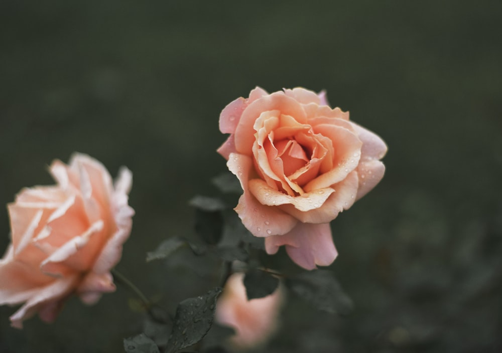 Fotografia de foco raso de flores alaranjadas