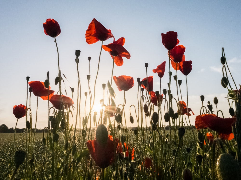 Mohnblumen-Szenerie