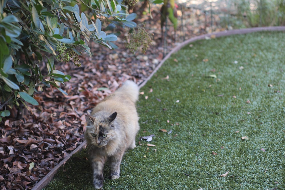 shallow focus photo of gray cat