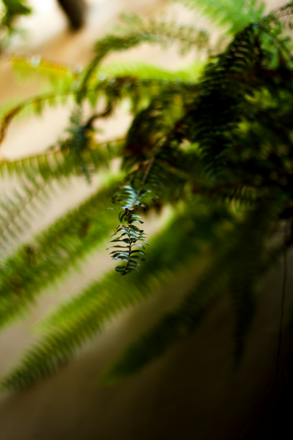 green leafed plants