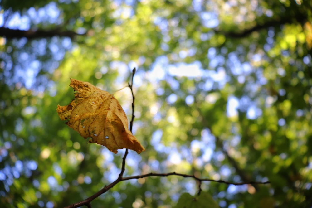 dried leaf on tree