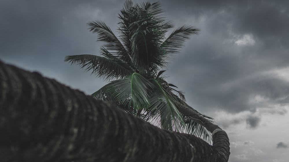 coconut tree under grey sky
