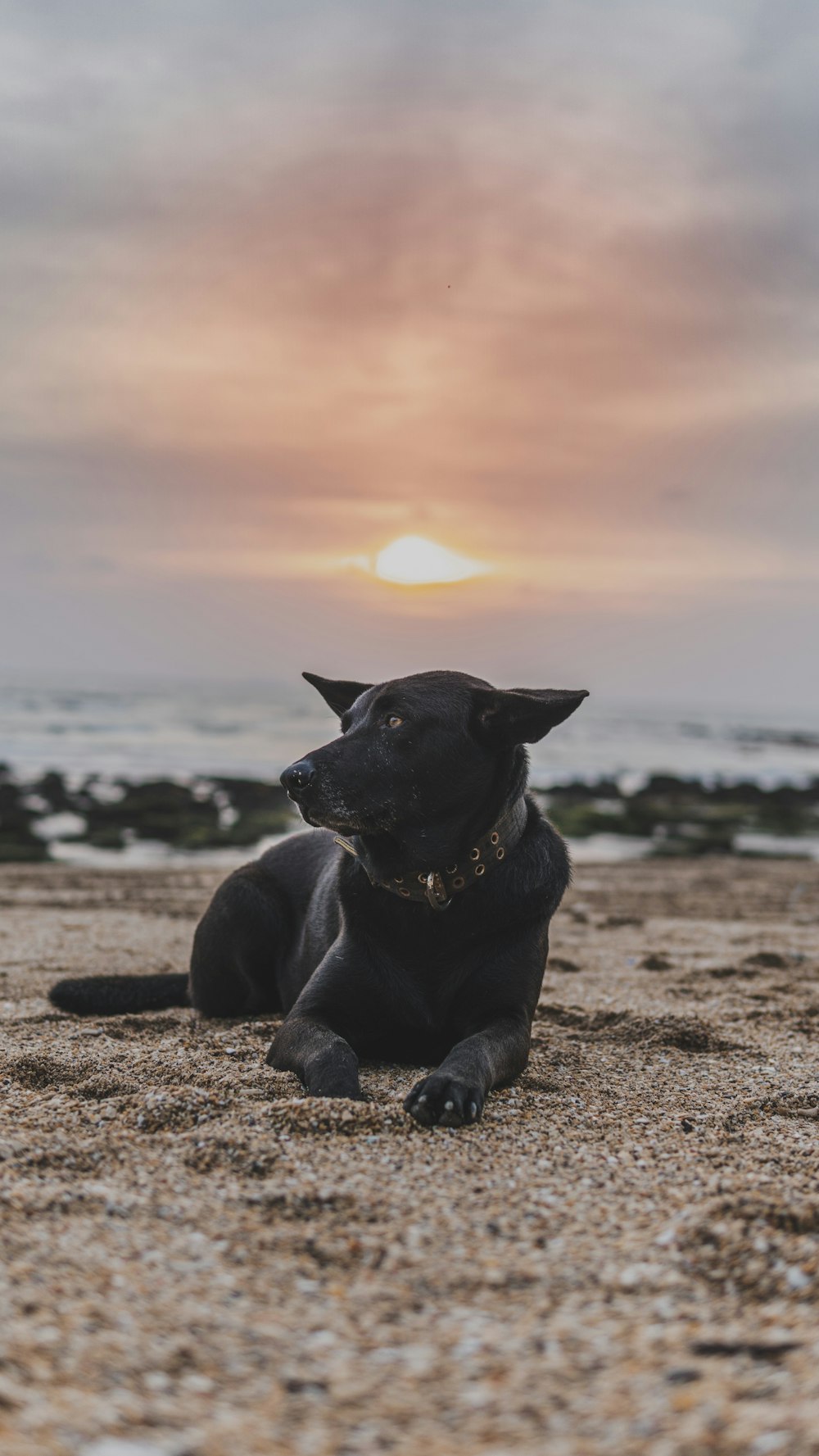 short-coated black dog