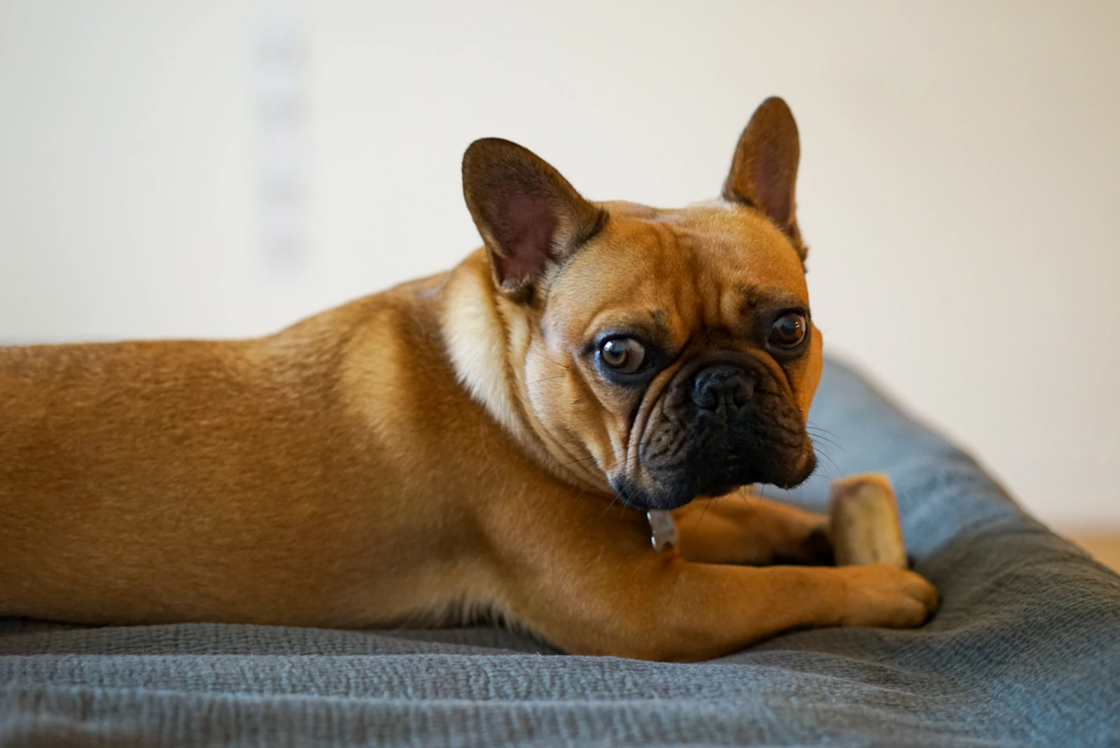 Adult fawn Pug looking at the camera, photo on Unsplash