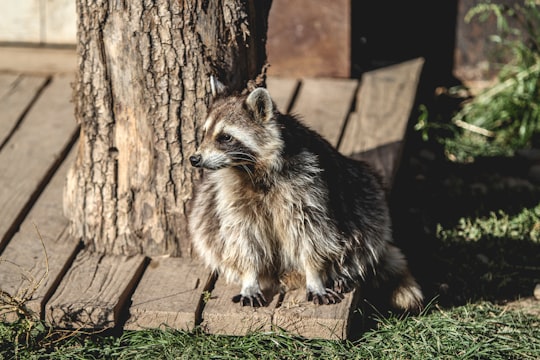 raccoon near tree trunk in Parc Animalier de Sainte-Croix France