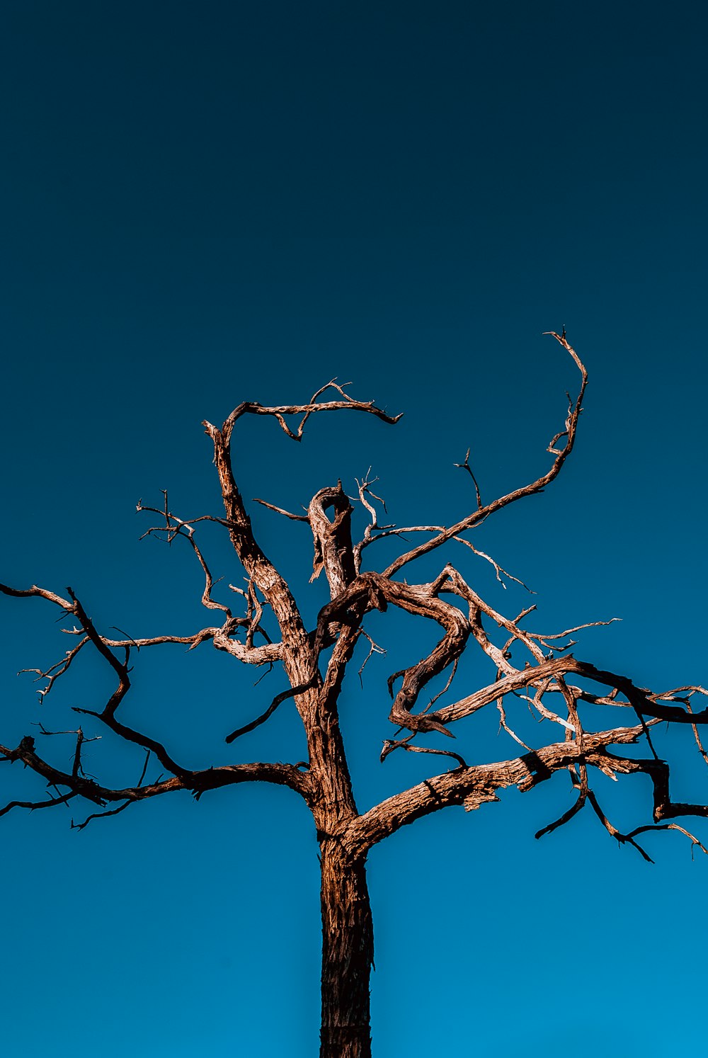 Un albero morto senza foglie su di esso