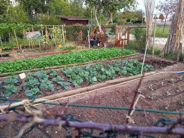 A well-maintained vegetable garden featuring several rows of leafy green plants and cabbage. The garden is bordered by wooden planks and surrounded by a fence. Tall bamboo stakes are present, possibly used for supporting plants. In the background, there are various trees and a small wooden shed.