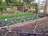 A well-maintained vegetable garden featuring several rows of leafy green plants and cabbage. The garden is bordered by wooden planks and surrounded by a fence. Tall bamboo stakes are present, possibly used for supporting plants. In the background, there are various trees and a small wooden shed.