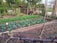 A well-maintained vegetable garden featuring several rows of leafy green plants and cabbage. The garden is bordered by wooden planks and surrounded by a fence. Tall bamboo stakes are present, possibly used for supporting plants. In the background, there are various trees and a small wooden shed.