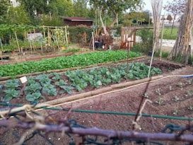 A well-maintained vegetable garden featuring several rows of leafy green plants and cabbage. The garden is bordered by wooden planks and surrounded by a fence. Tall bamboo stakes are present, possibly used for supporting plants. In the background, there are various trees and a small wooden shed.