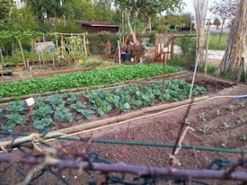 A well-maintained vegetable garden featuring several rows of leafy green plants and cabbage. The garden is bordered by wooden planks and surrounded by a fence. Tall bamboo stakes are present, possibly used for supporting plants. In the background, there are various trees and a small wooden shed.
